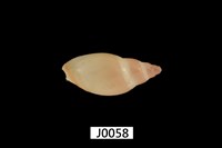 藏品(榧螺)的圖片